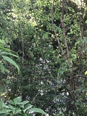 Urocissa erythroryncha