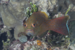 Plectropomus leopardus