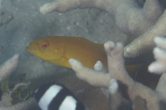 Plectropomus leopardus