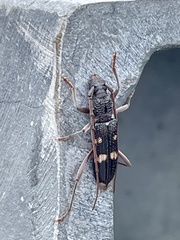 Coleocoptus senio