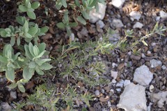 Lithodora fruticosa