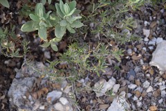 Lithodora fruticosa