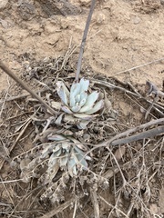Dudleya virens