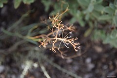Bupleurum fruticescens