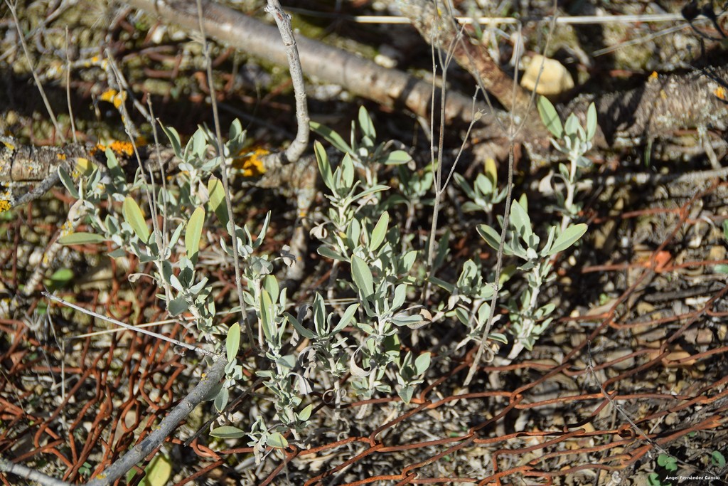 Salvia officinalis lavandulifola