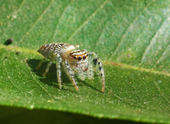 Opisthoncus parcedentatus