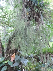 Rhipsalis teres
