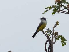 Tyrannus niveigularis