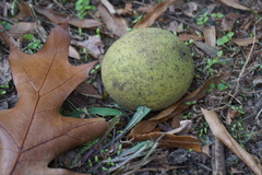 Juglans nigra