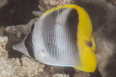 Chaetodon ulietensis