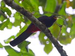 Trogon mesurus