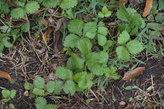 Potentilla indica