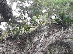 Cattleya quadricolor