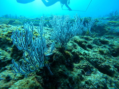Pteria sterna