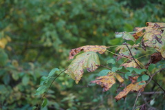 Liriodendron tulipifera