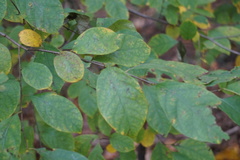 Lindera benzoin