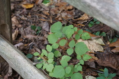 Rubus phoenicolasius