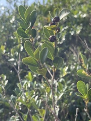 Syzygium buxifolium