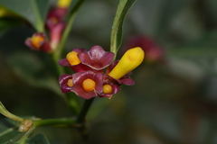Psychotria nuda