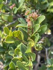 Syzygium buxifolium