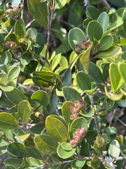 Syzygium buxifolium