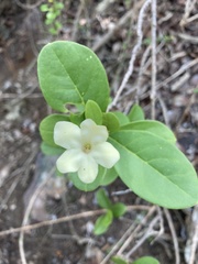 Brunfelsia americana