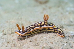 Hypselodoris jacksoni