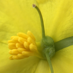 Hibbertia tenuifolia