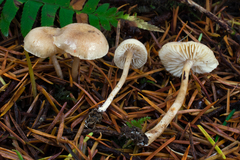 Pseudolaccaria pachyphylla