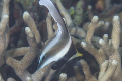 Heniochus chrysostomus
