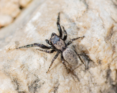 Terralonus fraternus