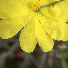 Hibbertia tenuifolia