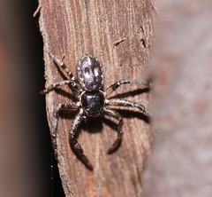 Tharpyna campestrata