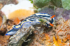 Hypselodoris maritima
