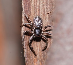 Tharpyna campestrata