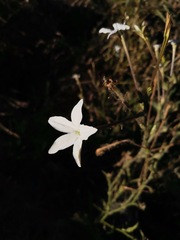Nicotiana repanda