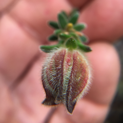 Hibbertia tenuifolia