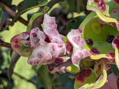 Pariaconus pyramidalis