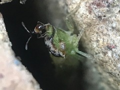 Xerophloea viridis