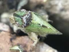 Xerophloea viridis