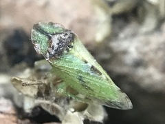 Xerophloea viridis