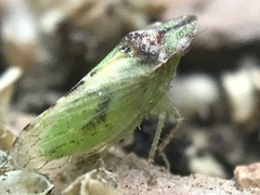 Xerophloea viridis