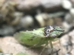 Xerophloea viridis