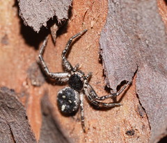 Tharpyna campestrata