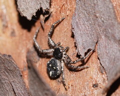 Tharpyna campestrata