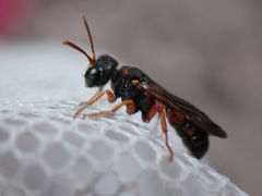 Cerceris blakei
