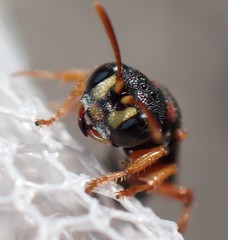Cerceris blakei
