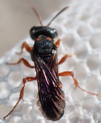 Cerceris blakei