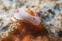 Goniobranchus rubrocornutus