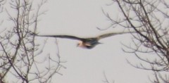 Buteo lagopus